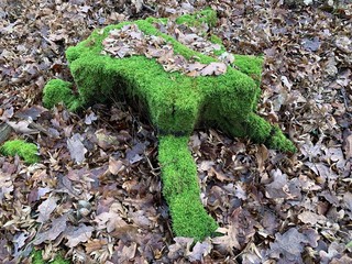 Forest Wood and Leaves