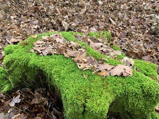 Forest Wood and Leaves