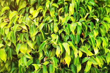 ficus benjamina plant leaf texture