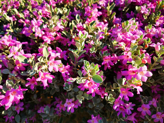 unknown violet flowers texture