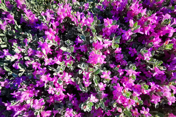 Fototapeta premium unknown violet flowers texture