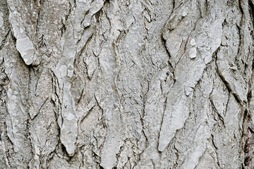 rough textured bark of a pine tree