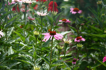 Fresh plants of a echinacea begin to blossom. The first flowers and there are a lot of not opened buds.