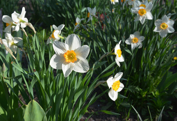 Narcissus flowers, daffodils in house springtime flower bed