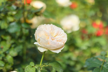 Beautiful white roses flower in the garden