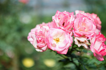 Beautiful pink roses flower in the garden
