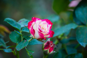 Beautiful red roses flower in the garden