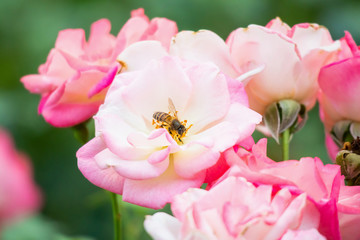Naklejka na ściany i meble Beautiful pink roses flower with bee in the garden