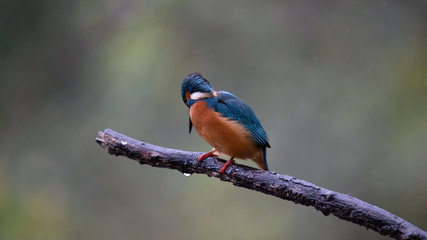 Martin Pescatore a caccia