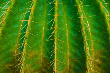 close up thorn cactus texture