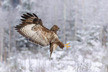 Buzzard