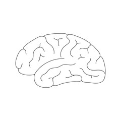 Vector illustration of human brain anatomy 
