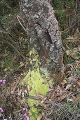moss on tree