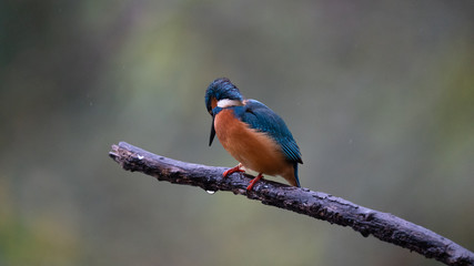 Martin Pescatore a caccia