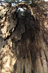 Tree trunk