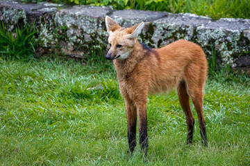 Maned wolf on grassy grounds of Sanctuary Caraça, stone wall in background, Minas Gerais, Brazil