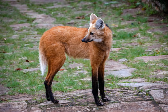 Maned wolf on a pathway of Sanctuary Caraça, turning head to the left, Minas Gerais, Brazil