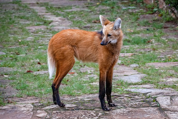Maned wolf on a pathway of Sanctuary Caraça, turning head to the left, Minas Gerais, Brazil © Uwe Bergwitz