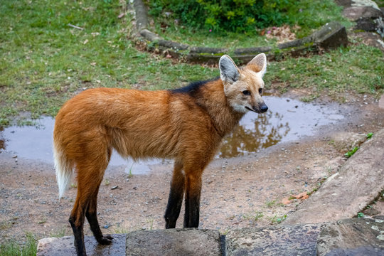 Maned wolf on a pathway of Sanctuary Caraça, turning head to the left, stone wall in background, Minas Gerais, Brazil