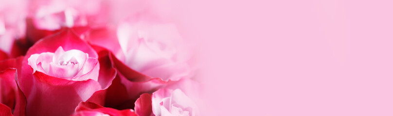 Fototapeta premium Pink rose flowers background