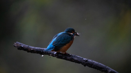 Martin Pescatore a caccia