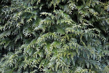 Thuja