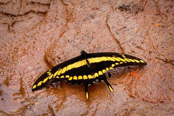 Close up of a black and yellow brown Butterfly with spread wings on wet clay surface, Caraca natural park, Minas Gerais, Brazil