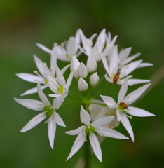 Weiße Blütenkranz mit Käfern vor grünem Hintergrund