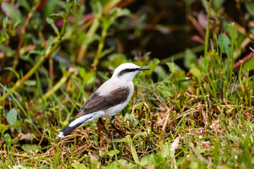 Close up of a Masked water tyrant perched on ground, Caraca natural park, Minas Gerais, Brazil,...