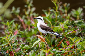 Close up of a Masked water tyrant perched on leaves, Caraca natural park, Minas Gerais, Brazil,...