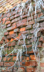 Vereistes Gras an roter Backsteinwand
