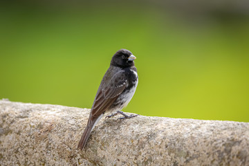 Dubois`s seedeater perched on a tree branch against defocused green background, Caraca natural park, Minas Gerais, Brazil, Caraca natural park