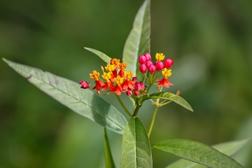 Small tropical blossoms in red, orange, yellow, pink with green leaves against defocused background, Caraca natural park, Minas Gerais, Brazil