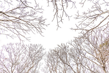 Fototapeta na wymiar branch of tree in autumn season isolated on white background.
