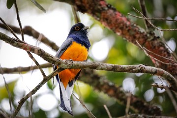 Close up of a colorful Northern surucua trogon perched on a tree branch with defocused background, Sanctuary Caraça, Minas Gerais, Brazil