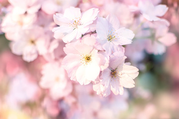 Apple or cherry blossom, springtime concept. Soft focus, sunrays and bokeh background.