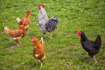 Hühner,Hahn,Huhn,Ostern,Ei,