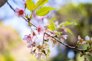 Closeup of Wild Himalayan Cherry (Prunus cerasoides) at Chiang Mai, Thailand.