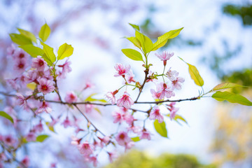 Closeup of Wild Himalayan Cherry (Prunus cerasoides) at Chiang Mai, Thailand.