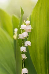 Fototapeten flower stem with blossoms, lily of the valley, macro shot in the garden © SusaZoom