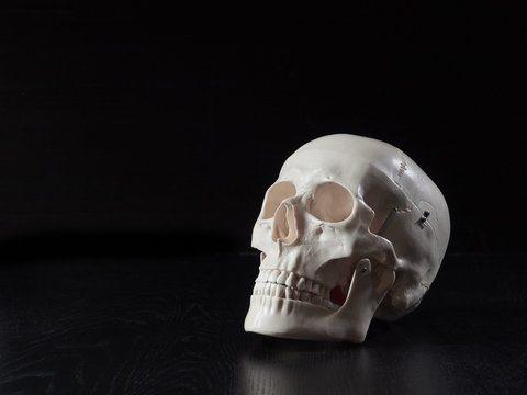 頭蓋骨images Browse 3 395 Stock Photos Vectors And Video Adobe Stock