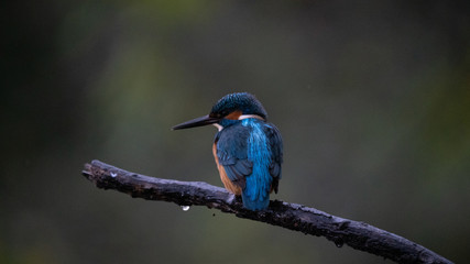 Martin Pescatore a caccia