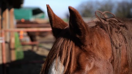 The owner of the other horse was nearby. Lost of interesting sounds to tune into.
