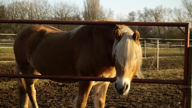 The morning sun is defused by a winter haze. The horse's pelts have grown to adapt to the cold temperatures of Germany.