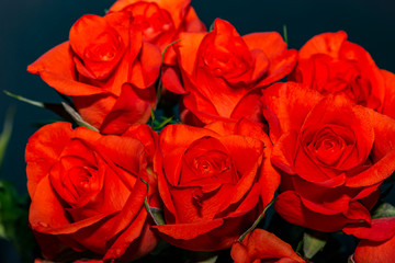Naklejka premium Red rose petals against dark background.
