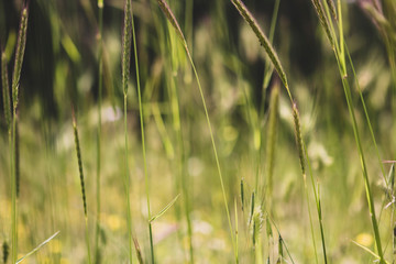 Wild Rye grass field close-up in golden light.