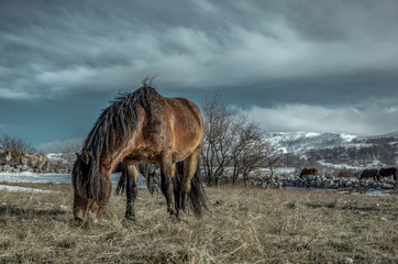horse in field
