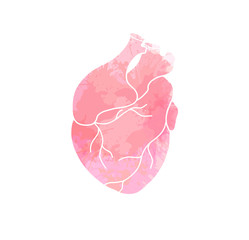 Watercolor illustration of realistic heart with splash. Medical picture. Original delicate element for cards on Valentine Day separate from the background. Vector element for your creativity
