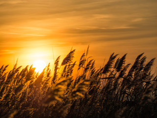 Sunset and reed at neusiedlersee in burgenland
