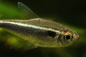 Fototapeta premium Freshwater tetra black neon fish in detail.